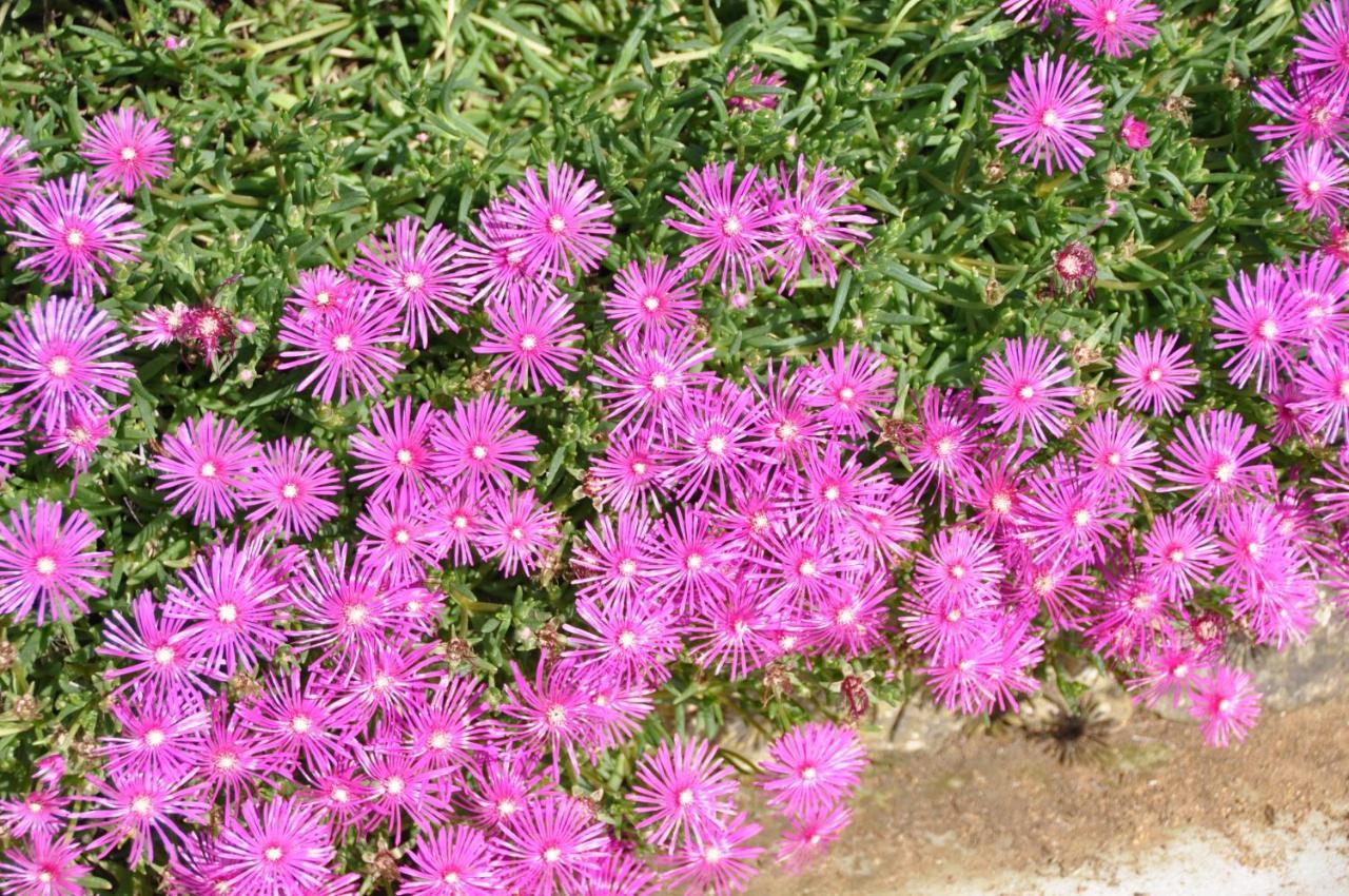 Pujols-sur-Ciron Clos San Gianni מראה חיצוני תמונה